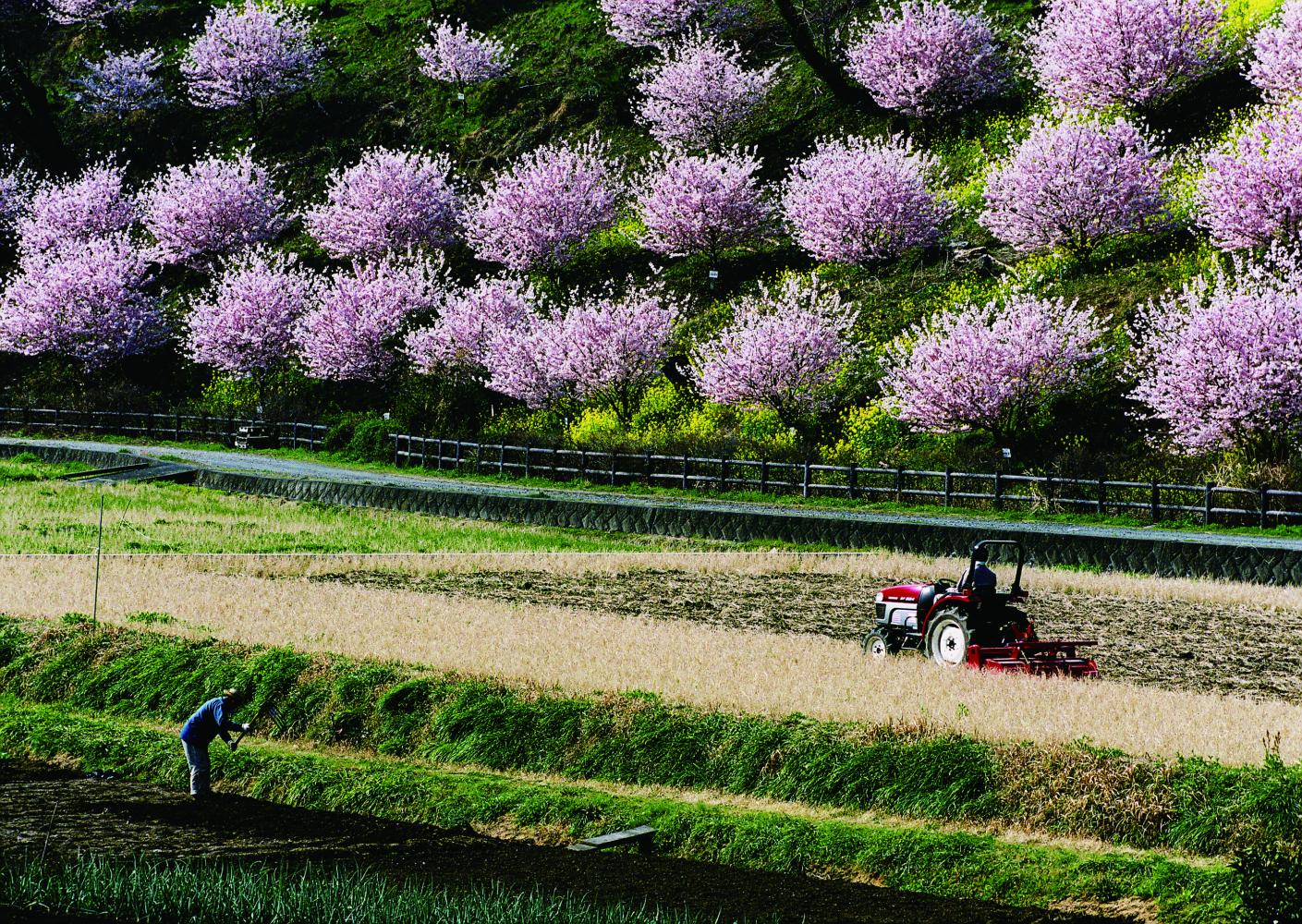 Ichinoseki-Harane (cherry blossoms) | kokosil Minami-Ashigara Ichinoseki-Harane (cherry blossoms) | kokosil Minami-Ashigara
